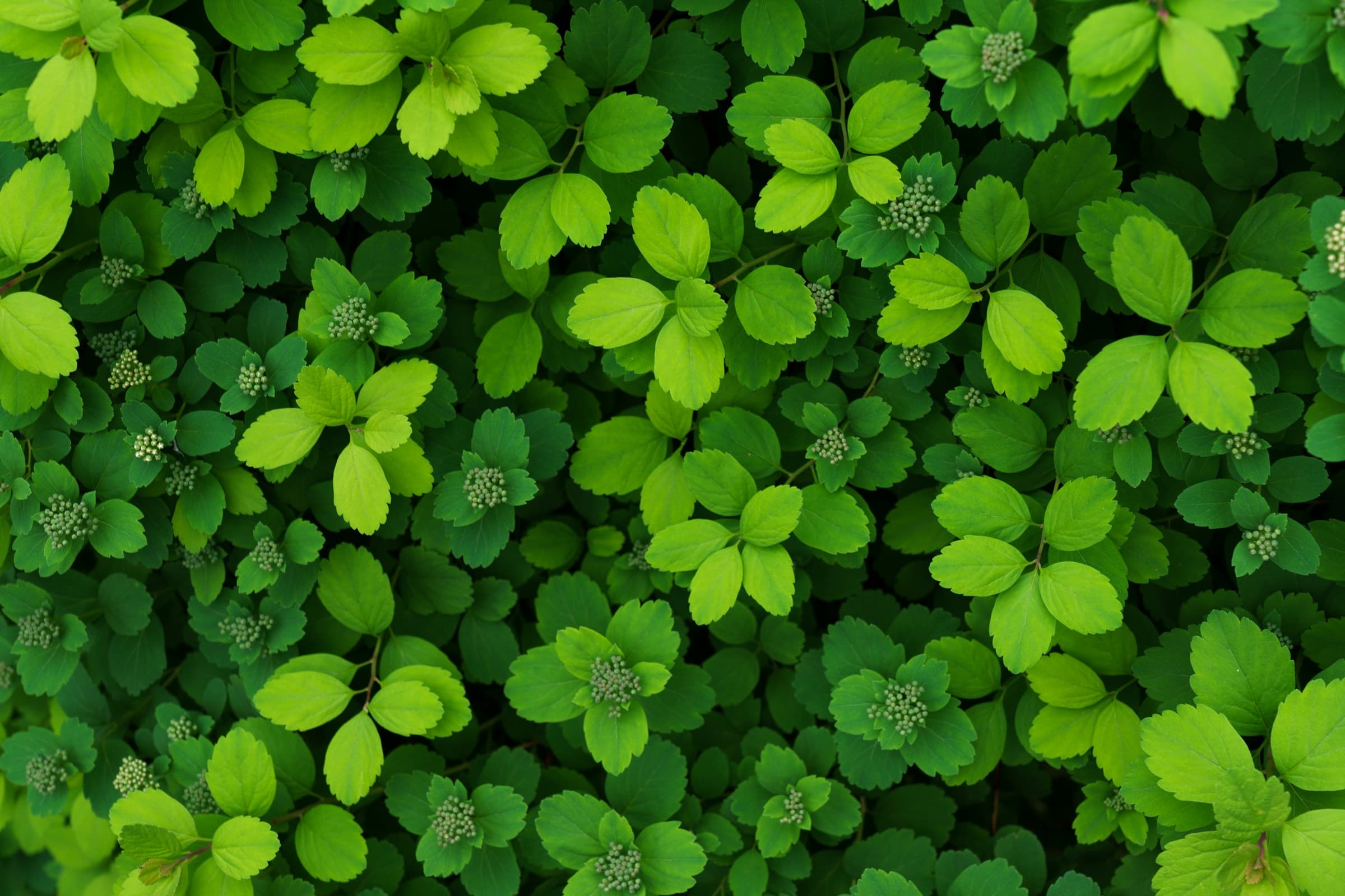 eco
